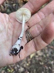 Lepiota castaneidisca