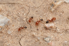 Solenopsis xyloni