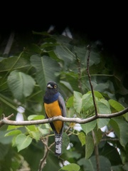 Trogon caligatus