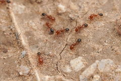 Solenopsis xyloni