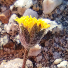 Trichoptilium incisum