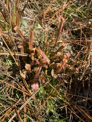 Sarracenia rubra