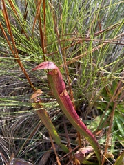 Sarracenia rubra