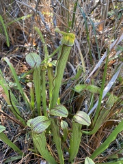 Sarracenia rubra