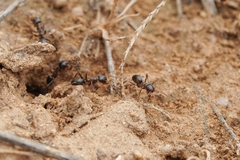 Dorymyrmex insanus