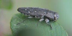 Chrysobothris