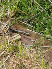 Lissolepis coventryi