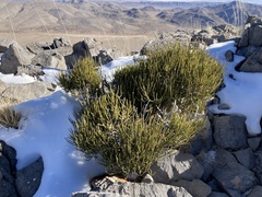 Ephedra viridis