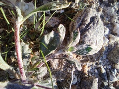 Trichoptilium incisum