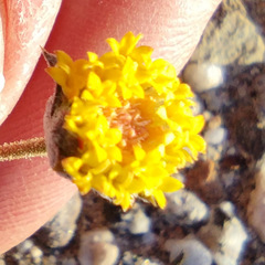 Trichoptilium incisum