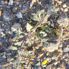 Trichoptilium incisum