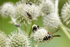 Myzinum quinquecinctum