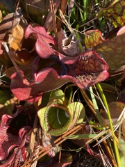 Sarracenia purpurea venosa