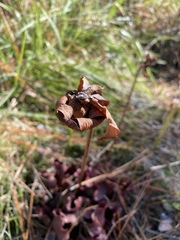 Sarracenia purpurea venosa