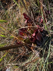 Sarracenia purpurea venosa