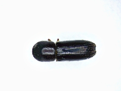 Xyleborinus attenuatus