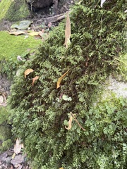 Hymenophyllum cupressiforme