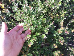 Arctostaphylos nummularia