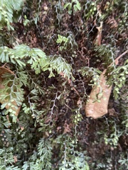 Hymenophyllum cupressiforme