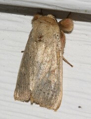 Leucania pseudargyria