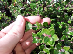 Arctostaphylos nummularia