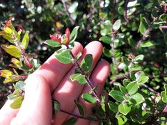 Arctostaphylos nummularia