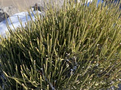 Ephedra viridis