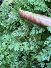 Hymenophyllum cupressiforme