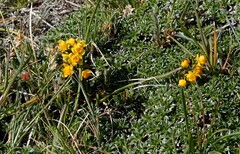 Berberis empetrifolia