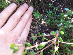 Arctostaphylos nummularia