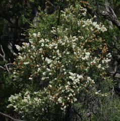 Melaleuca trichostachya