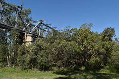 Melaleuca trichostachya