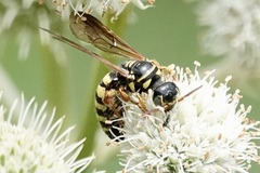 Myzinum quinquecinctum