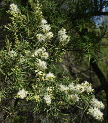 Melaleuca trichostachya