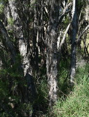 Melaleuca trichostachya