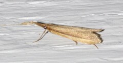 Donacaula albicostellus