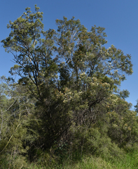 Melaleuca trichostachya