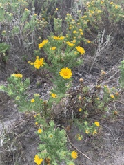 Rayjacksonia phyllocephala