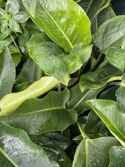 Golovinomyces cichoracearum