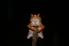 Rhinella proboscidea