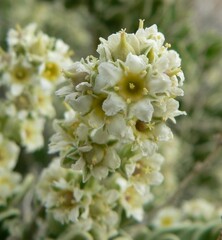 Mortonia utahensis