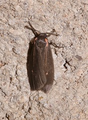 Hypoprepia inculta