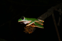 Callimedusa tomopterna