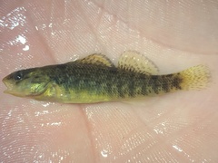 Etheostoma caeruleum