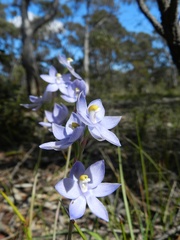 Thelymitra megcalyptra