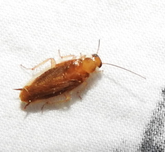 Chorisoneura texensis