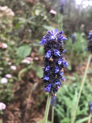 Salvia stachyoides