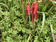 Lachenalia bulbifera