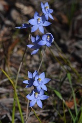 Thelymitra megcalyptra