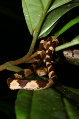 Imantodes cenchoa